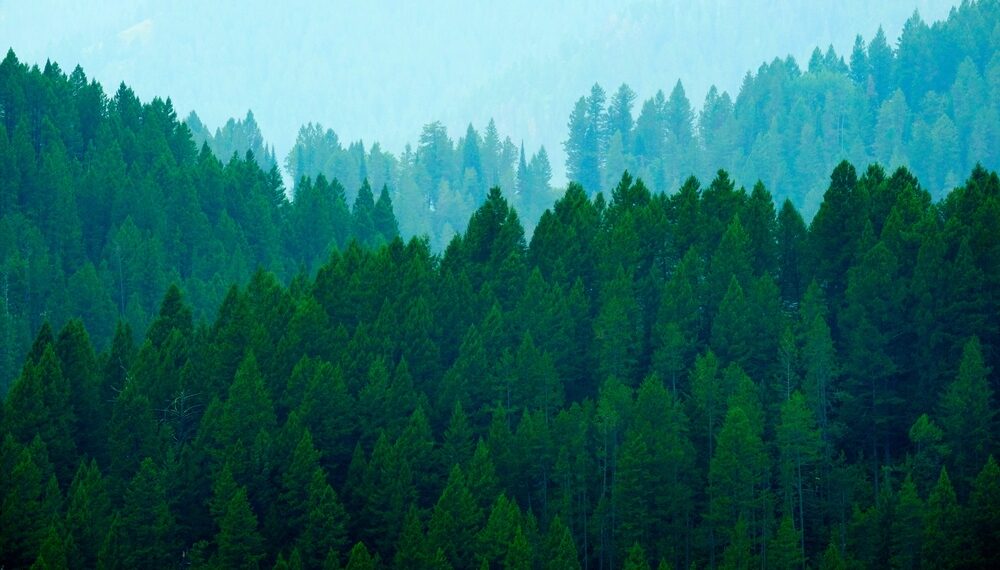 Simple Ways How Forests Help Reduce Global Warming